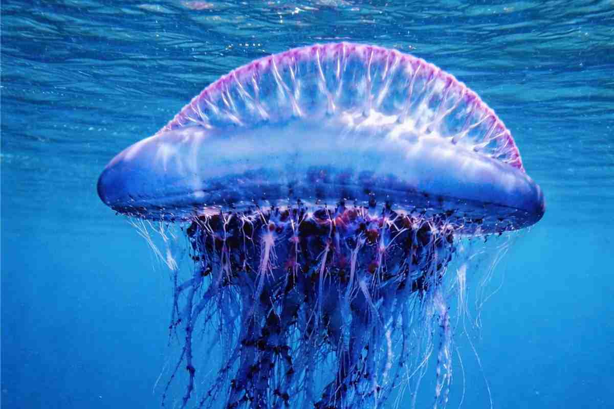 Cosa è la Carovella Portoghese trovata sul litorale italiano