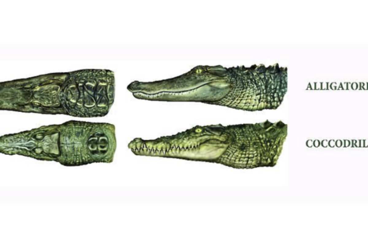 Le differenze continuano anche nel colore e nel comportamento. I coccodrilli tendono ad avere tonalità più chiare, spesso verdastre o grigiastre