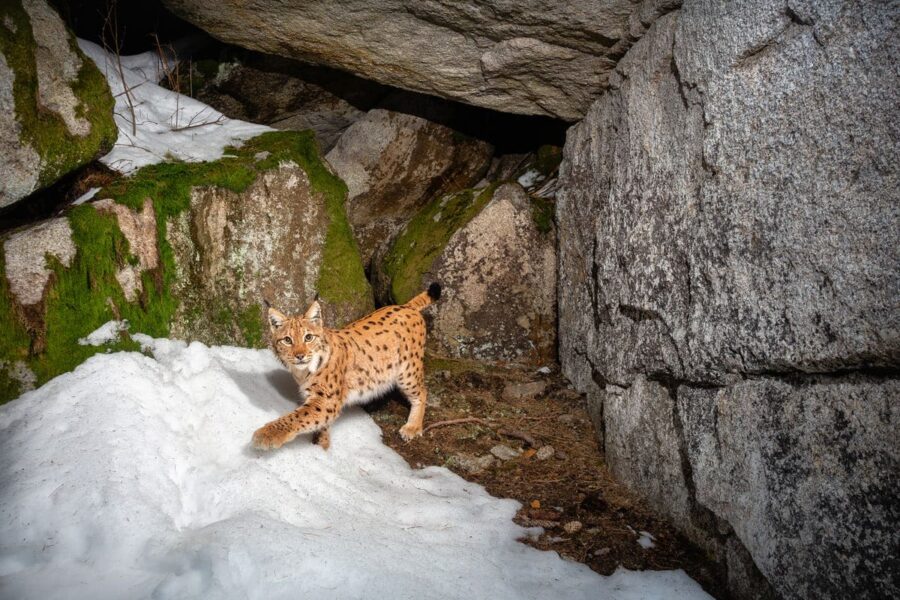 Immagine di un puma adulto a caccia in Patagonia