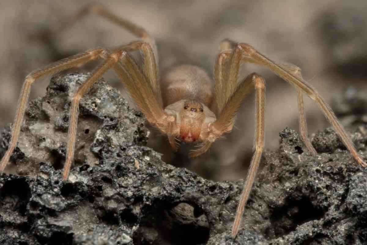 La presenza del ragno violino non deve generare panico, ma richiede attenzione. Evitare gesti impulsivi è il primo passo.