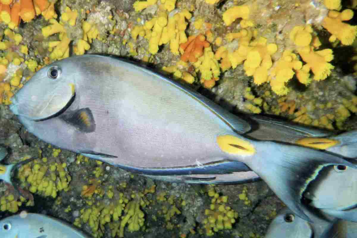 Non è un predatore né un animale particolarmente territoriale, ma il rischio esiste. I due “bisturi” laterali vengono utilizzati come arma difensiva