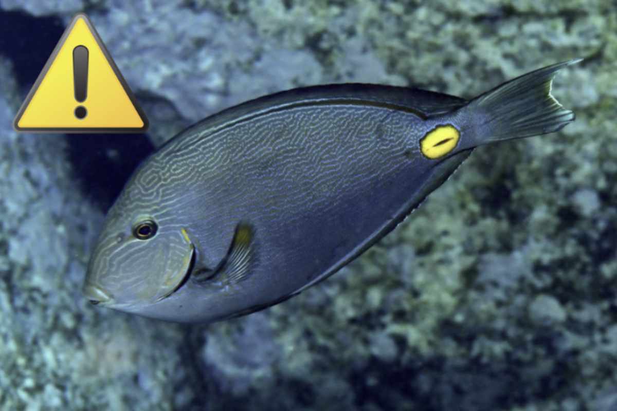 Il Pesce chirurgo di Monrovia (Acanthurus monroviae) è stato segnalato nel Mar Adriatico e non si tratta più di un’apparizione sporadica.